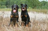 BEAUCERON 552